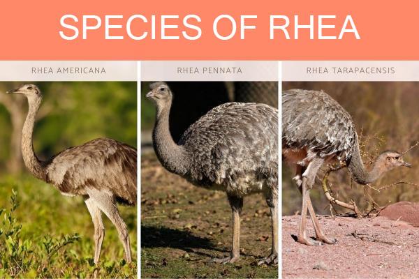 ¿Qué es un pájaro ñandú? - Diferentes tipos de ñandúes.