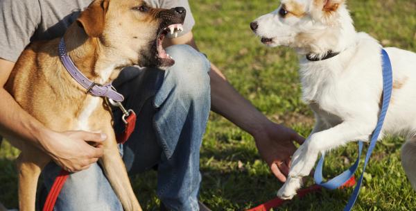 ¿Qué hacer si mi perro muerde a otro perro? - ¿Qué hacer si mi perro muerde a otro perro?