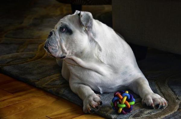 ¿Qué perro coincide con mi personalidad? Tímido, reservado o amante del hogar