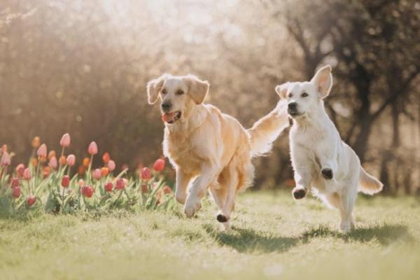 ¿Qué piensan los perros cuando los alojas en una perrera? - Perros que se adaptan a las residencias caninas.