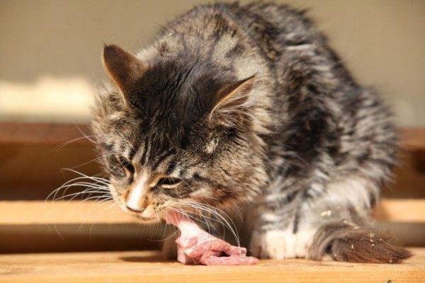 ¿Qué puedes alimentar a tu gato si no tienes comida para gatos?  - Comida casera para gatos