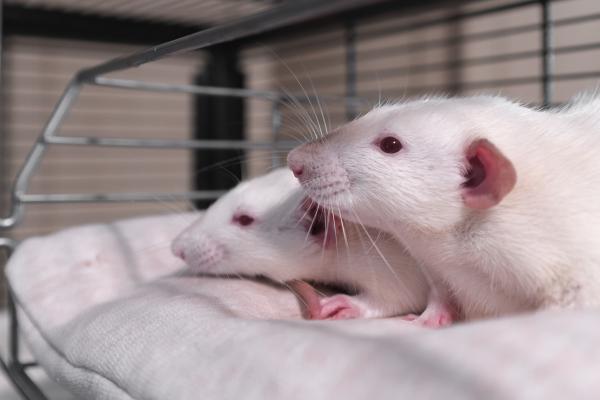 ¿Qué puedo alimentar a mi rata mascota? - Las ratas como mascota.