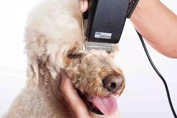 ¿Qué razas de perros no se deben afeitar? - ¿Por qué hay perros a los que no se les debe afeitar el pelo?