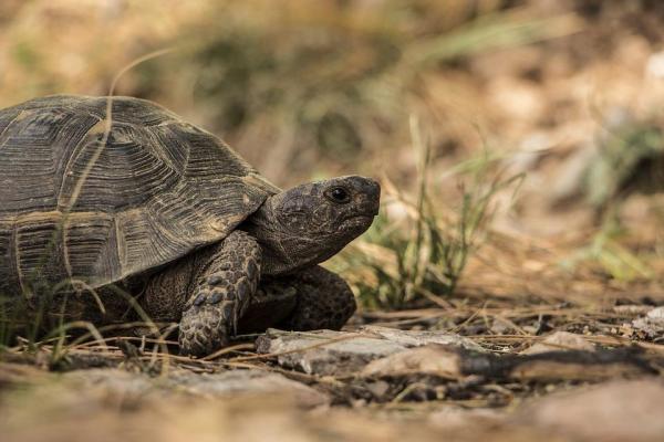 ¿Qué reptiles son herbívoros? - Tortugas