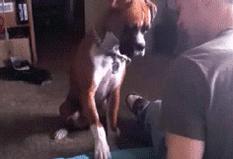 ¿Qué significa cuando un perro levanta una pata delantera? - 1. Es un comportamiento propio de su raza.