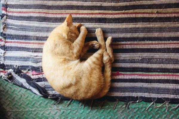 ¿Qué significan las diferentes posiciones para dormir de los gatos? - 1. En forma de bola cubriéndose la cabeza.