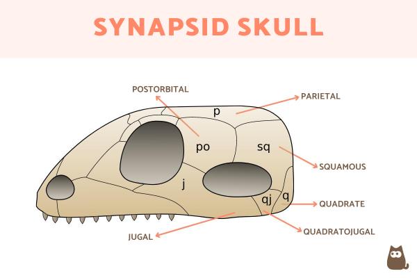¿Qué son las sinápsidas? - Definición y Características - Características sinápsidas