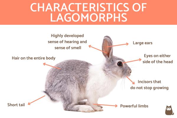 ¿Qué son los lagomorfos? - Definición, Características y Ejemplos - Características físicas de los lagomorfos