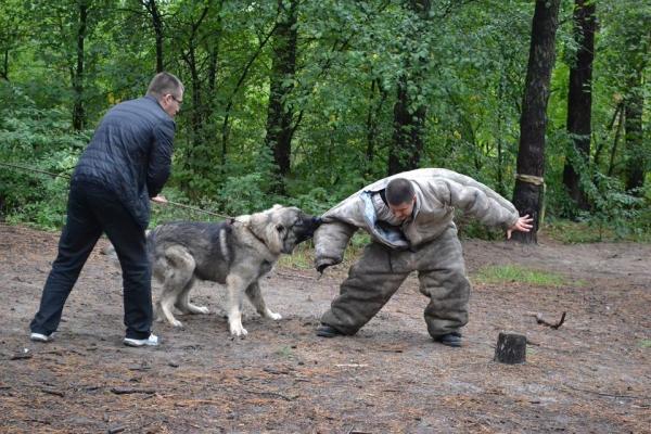 ¿Qué son los perros de ataque? - ¿Son peligrosos los perros de ataque?