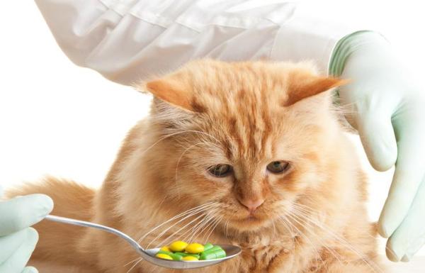 ¿Se le puede dar ibuprofeno a un gato? - ¿La medicina humana es segura para los gatos?