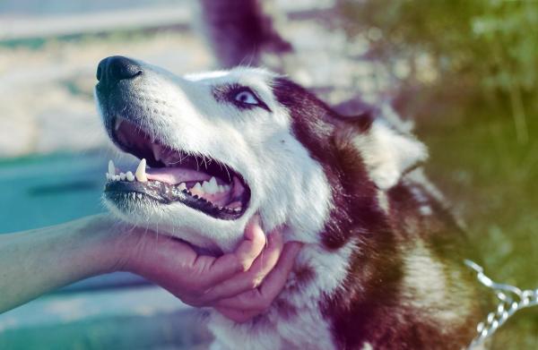 ¿Se mudan los perros esquimales siberianos? - La doble muda del Husky Siberiano