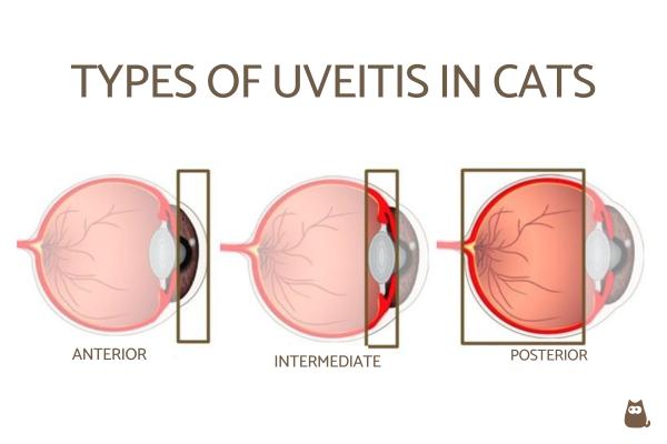 ¿Se puede curar la uveítis felina?  - Uveítis en Gatos - Uveítis en gatos: definición y tipos