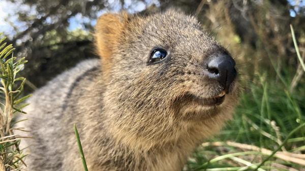 ¿Se puede tener un Quokka como mascota?  - Estado de conservación del quokka 