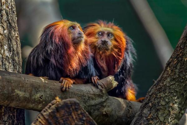 ¿Se puede tener un mono como mascota? - ¿Es legal tener un mono como mascota?