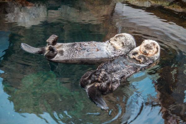 ¿Se puede tener una nutria como mascota? -