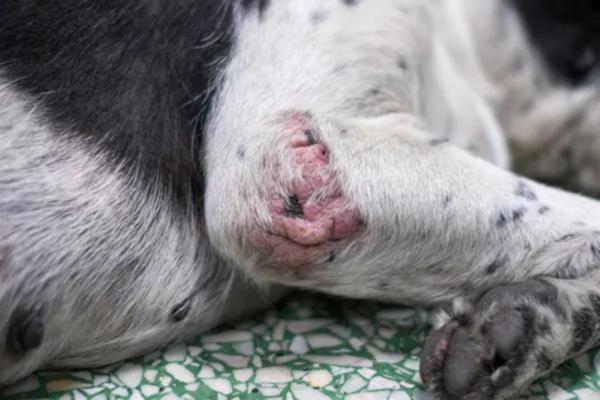 ¿Se puede utilizar Bepanthen en perros? - Usos de la crema Bepanthen en perros