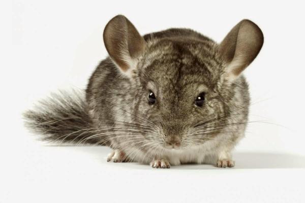 ¿Son las chinchillas una buena mascota?  - Acerca de las chinchillas como mascotas