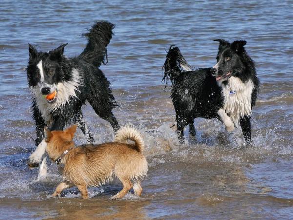 ¿Son los Border Collies buenos perros de familia? - Temperamento y comportamiento del Border Collie