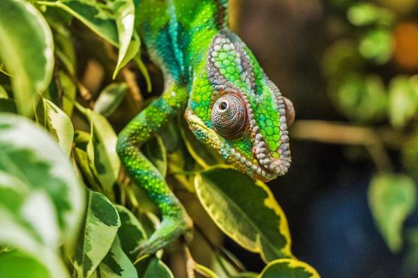 ¿Son los camaleones como mascotas una buena idea?  - ¿Dónde consigo un camaleón como mascota?