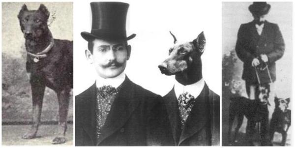 ¿Son los dóberman perros agresivos? - La historia del Doberman Pinscher