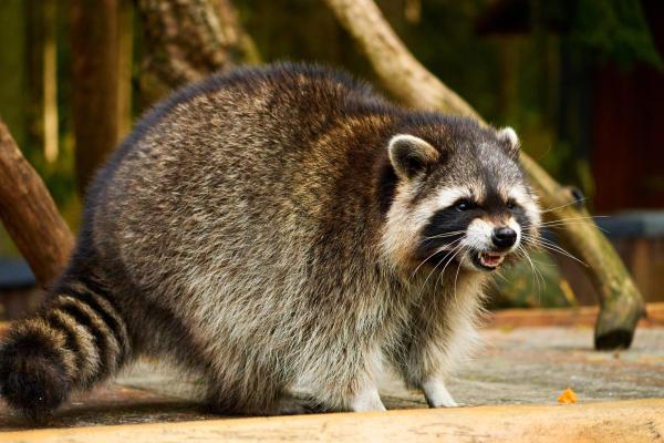 ¿Son los mapaches animales agresivos? - ¿Por qué los mapaches son agresivos?
