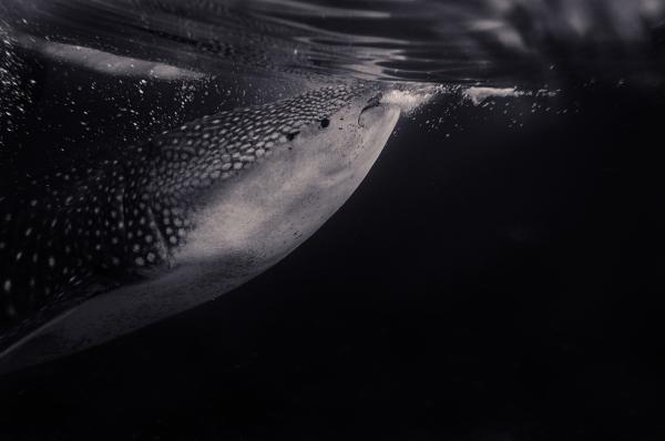 ¿Son los tiburones ballena peligrosos para los humanos?  - ¿Es el tiburón ballena peligroso para los humanos?