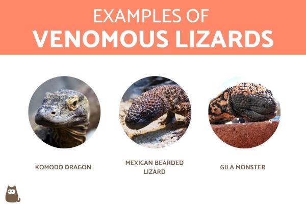 ¿Son peligrosos los lagartos en tu casa? - ¿Son venenosas las lagartijas?