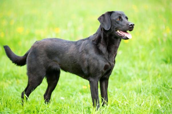 ¿Tengo un labrador retriever de pura raza? - Características físicas de un Labrador Retriever de pura raza