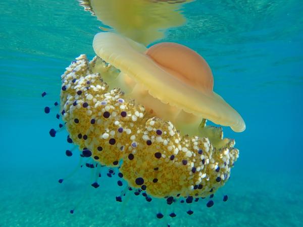 ¿Todas las medusas pican? - Especies menos peligrosas - Medusa huevo frito (Cotylorhiza tuberculata)