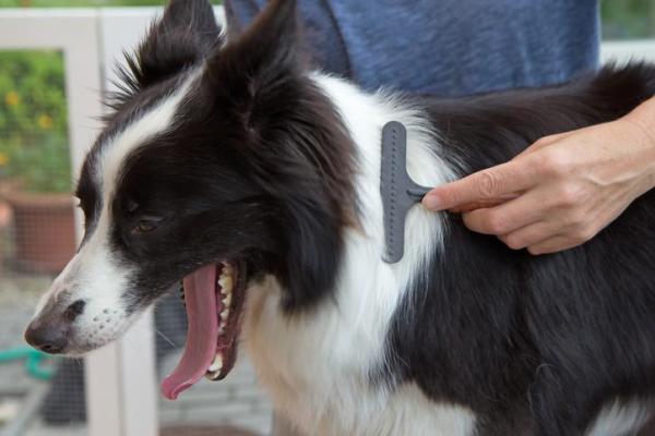 ¿Un Border Collie necesita un corte de pelo? - Tipo de pelaje Border Collie