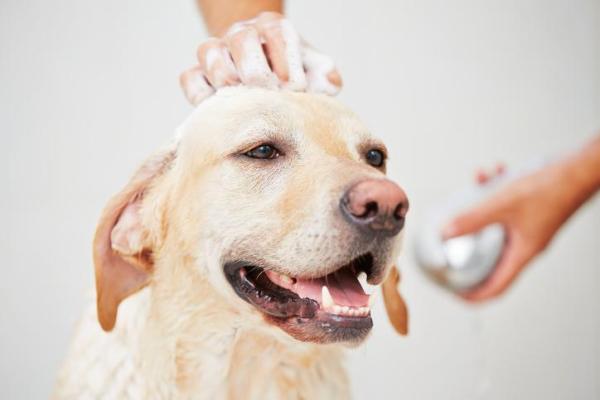 10 consejos esenciales para hacer feliz a tu perro - 1. Un perro limpio es un perro feliz