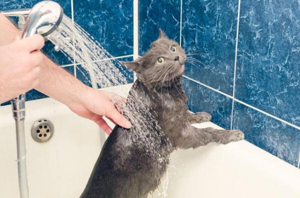 10 cosas que temen a los gatos: 1. Agua