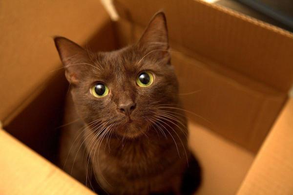 10 Juegos para Entretener a Mi Gato - Juegos para que mi gato se entretenga solo