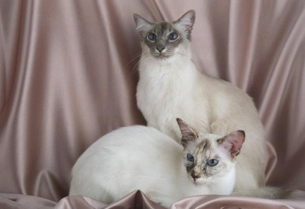 10 razas de gatos hipoalergénicos para familias alérgicas: ¿es el gato balinés una raza hipoalergénica?