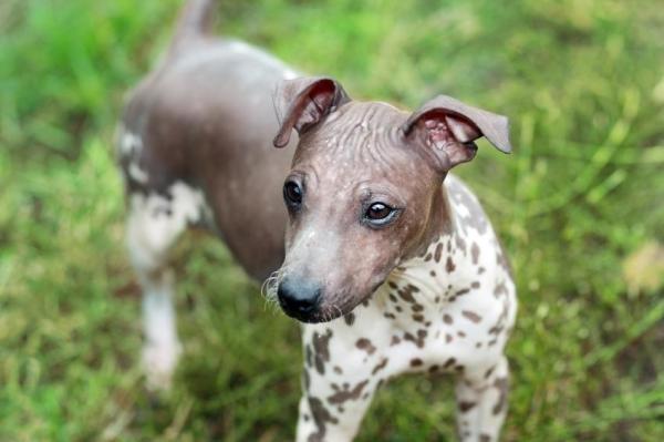 10 razas de perros hipoalergénicos para familias alérgicas - American Hairless Terrier