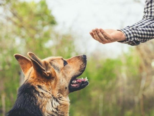 10 Razones para Tener un Perro en la Familia - 2. Los perros nos ayudan a aprender