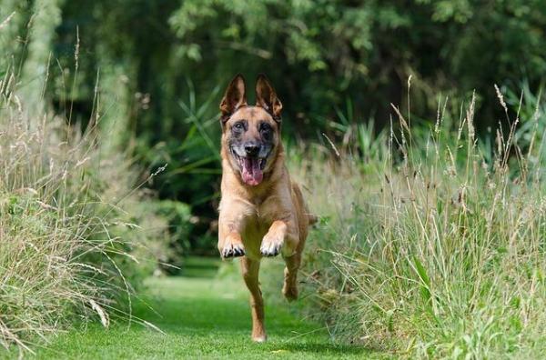 10 señales de que tu perro está estresado - 1. Hiperactividad