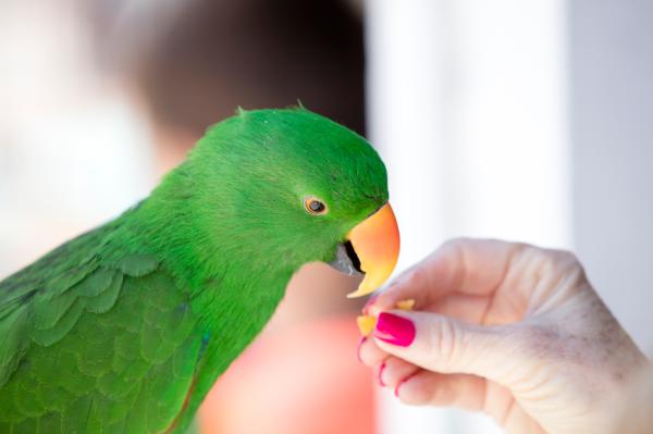 100 nombres de aves populares: nombres populares de loros como mascota