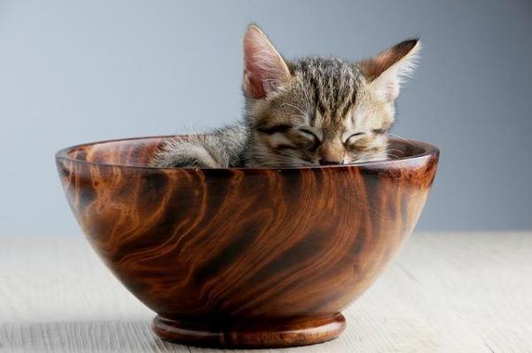 100 nombres únicos para gatas: cómo elegir un nombre para una gata