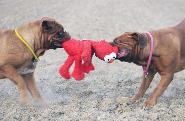 12 tipos de agresión canina - 1. Agresión social