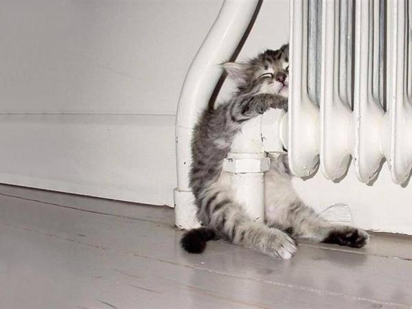 15 cosas que debes saber sobre los gatos - 1. Los gatos tienen mucho sueño