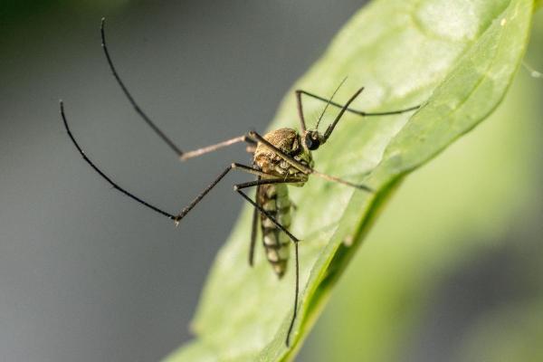 ¿Cuánto tiempo viven los mosquitos? - ¿Cuánto tiempo pueden vivir los mosquitos en tu casa?