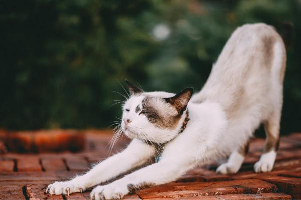 ¿Por qué mi gato se estira tanto? - Porque se sienten seguros