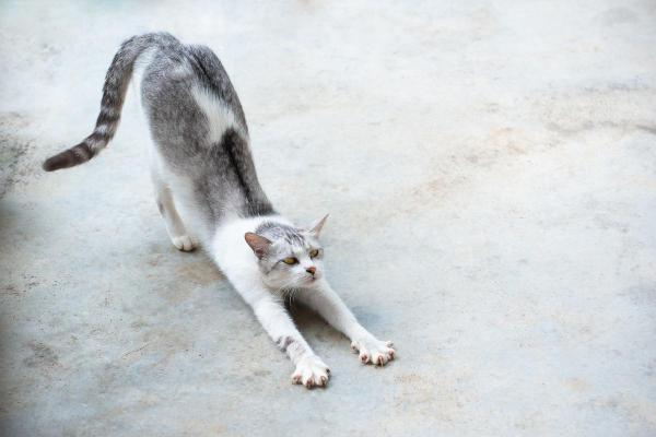 ¿Por qué mi gato se estira tanto? - Para llamar tu atención.