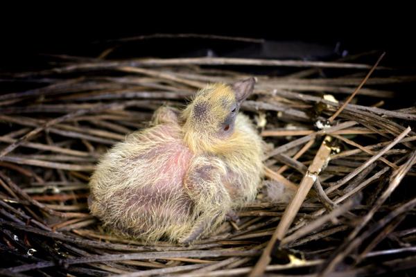 ¿Cuánto tiempo viven las palomas?  - Vida útil de una paloma - ¿Cuál es el ciclo de vida de las palomas?
