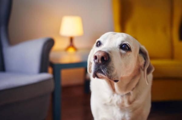 Mi perro mayor camina de un lado a otro y no se acuesta: cambios en el ciclo sueño-vigilia