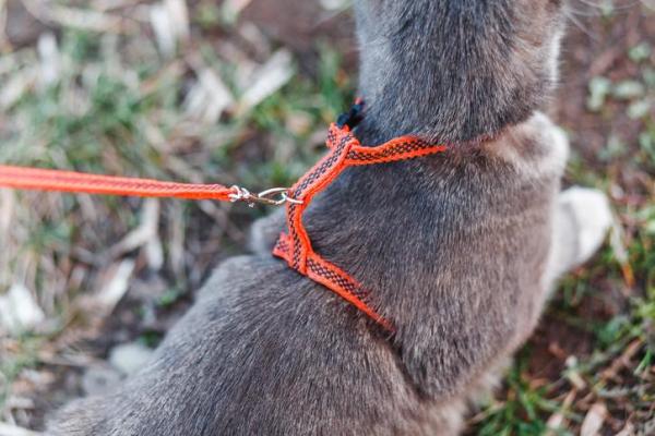 Cómo encontrar el mejor arnés para tu gato -