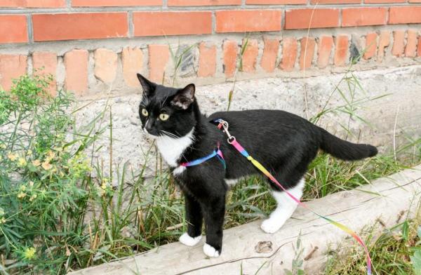 Cómo encontrar el mejor arnés para tu gato -