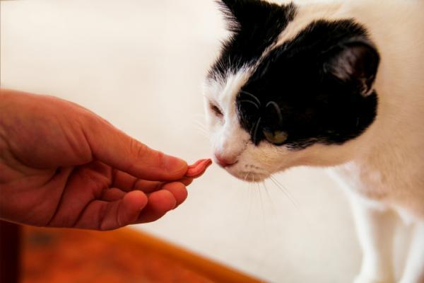 Cómo encontrar el mejor arnés para tu gato - ¿Cómo ponerle el arnés a mi gato?