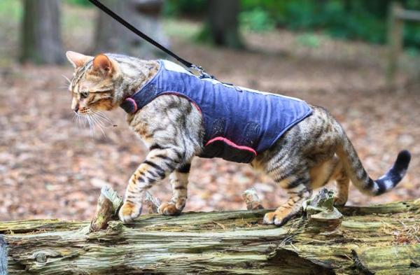 Cómo encontrar el mejor arnés para tu gato -